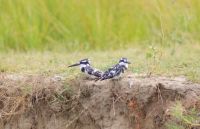 125 Graufischer &ndash; &copy; Susanne Schirmann (Eberhardt TRAVEL)