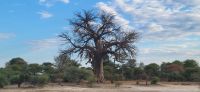 132 Baobab Affenbrotbaum &ndash; &copy; Susanne Schirmann (Eberhardt TRAVEL)