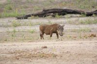 135 Warzenschwein &ndash; &copy; Susanne Schirmann (Eberhardt TRAVEL)