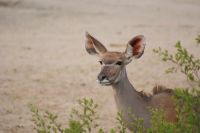 137 Kudukuh &ndash; &copy; Susanne Schirmann (Eberhardt TRAVEL)