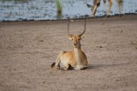 138 Lechwe Antilope &ndash; &copy; Susanne Schirmann (Eberhardt TRAVEL)