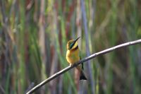 173 Bienenfresser &ndash; &copy; Susanne Schirmann (Eberhardt TRAVEL)