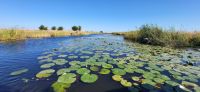179 Wasserlilien &ndash; &copy; Susanne Schirmann (Eberhardt TRAVEL)