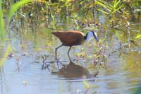 182 African Jacana &ndash; &copy; Susanne Schirmann (Eberhardt TRAVEL)