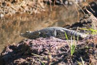 190 Krokodil &ndash; &copy; Susanne Schirmann (Eberhardt TRAVEL)