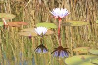 191 Wasserlilie &ndash; &copy; Susanne Schirmann (Eberhardt TRAVEL)