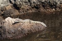 193 Krokodil &ndash; &copy; Susanne Schirmann (Eberhardt TRAVEL)