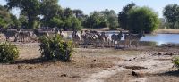 195 Zebraherden &ndash; &copy; Susanne Schirmann (Eberhardt TRAVEL)