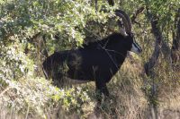 196 Rappenantilope sehr selten &ndash; &copy; Susanne Schirmann (Eberhardt TRAVEL)