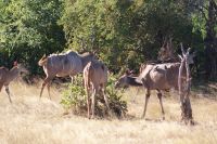 200 Gruppe Kudus &ndash; &copy; Susanne Schirmann (Eberhardt TRAVEL)