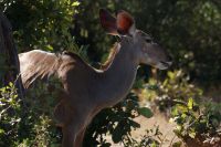 201 Kudu Kuh &ndash; &copy; Susanne Schirmann (Eberhardt TRAVEL)