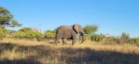 204 Elefantenbulle &ndash; &copy; Susanne Schirmann (Eberhardt TRAVEL)