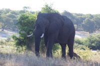 208 Elefant &ndash; &copy; Susanne Schirmann (Eberhardt TRAVEL)