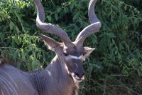 223 Kudu Bock  &ndash; &copy; Susanne Schirmann (Eberhardt TRAVEL)