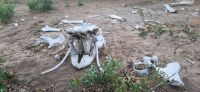 224 es war einmal ein Elefant &ndash; &copy; Susanne Schirmann (Eberhardt TRAVEL)