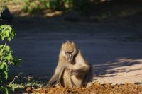 232 Pavin sortiert Elefantendung &ndash; &copy; Susanne Schirmann (Eberhardt TRAVEL)