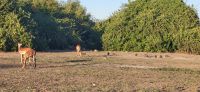 237 Impalas mit Perlhühern