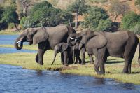 248 Elefantenherde am Chobe &ndash; &copy; Susanne Schirmann (Eberhardt TRAVEL)