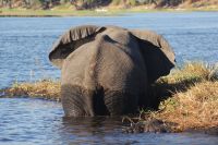 253 Elefantenbulle &ndash; &copy; Susanne Schirmann (Eberhardt TRAVEL)