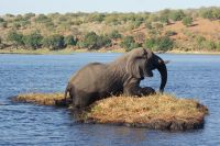 254 Elefantenbulle &ndash; &copy; Susanne Schirmann (Eberhardt TRAVEL)