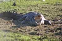 255 Krokodil &ndash; &copy; Susanne Schirmann (Eberhardt TRAVEL)