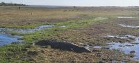 259 Krokodil &ndash; &copy; Susanne Schirmann (Eberhardt TRAVEL)