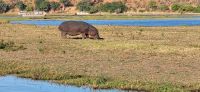 270 Flusspferd &ndash; &copy; Susanne Schirmann (Eberhardt TRAVEL)