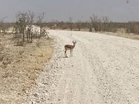 Safari Etosha, Springbock &ndash; &copy; Mareike Schmidt (Eberhardt TRAVEL)