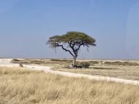 Safari Etosha &ndash; &copy; Mareike Schmidt (Eberhardt TRAVEL)