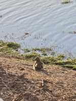 Jeep Safari, Bwabwata Park, Affen &ndash; &copy; Mareike Schmidt (Eberhardt TRAVEL)