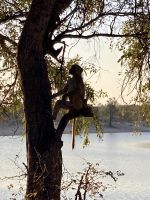 Jeep Safari, Bwabwata Park, Affen &ndash; &copy; Mareike Schmidt (Eberhardt TRAVEL)