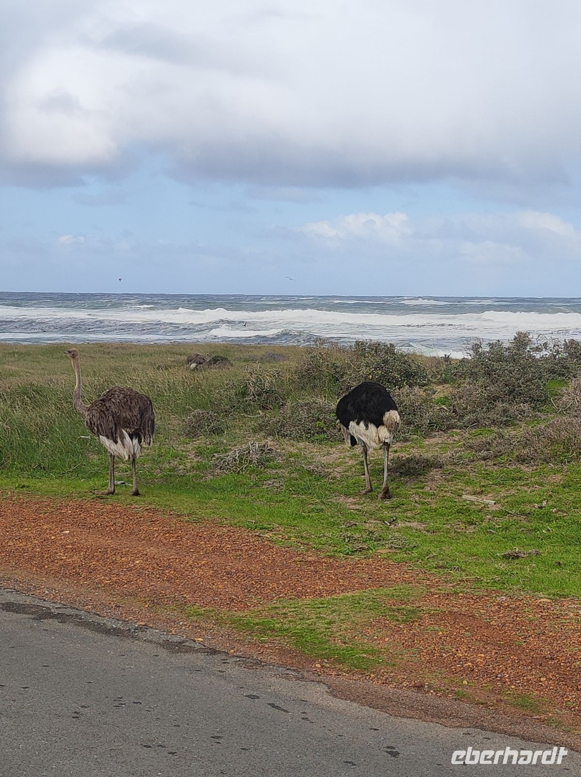 Strauße am Kap der Guten Hoffnung - Kapstadt (Südafrika) &ndash; &copy; Sten Bernhardt (Eberhardt TRAVEL)
