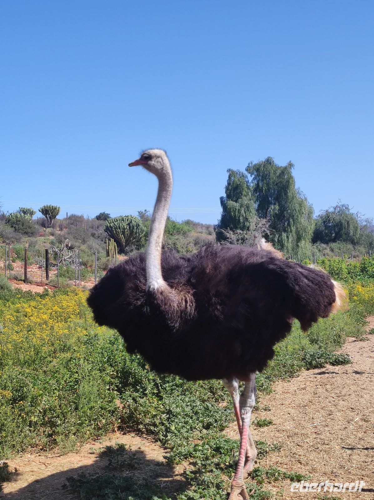 Highgate-Ostrich-Farm (Straußenfarm) - Südafrika &ndash; &copy; Sten Bernhardt (Eberhardt TRAVEL)
