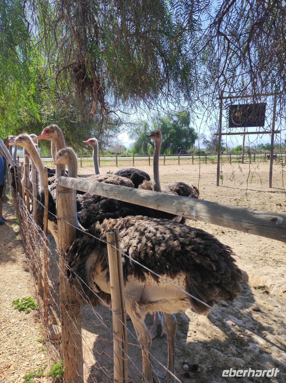 Highgate-Ostrich-Farm (Straußenfarm) - Südafrika &ndash; &copy; Sten Bernhardt (Eberhardt TRAVEL)
