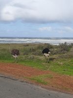 Strauße am Kap der Guten Hoffnung - Kapstadt (Südafrika) &ndash; &copy; Sten Bernhardt (Eberhardt TRAVEL)