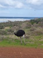 Strauße am Kap der Guten Hoffnung - Kapstadt (Südafrika) &ndash; &copy; Sten Bernhardt (Eberhardt TRAVEL)