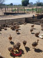 Highgate-Ostrich-Farm (Straußenfarm) - Südafrika &ndash; &copy; Sten Bernhardt (Eberhardt TRAVEL)