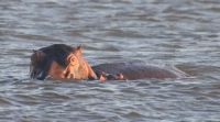 Flusspferdsafari auf dem St. Lucia - Südafrika &ndash; &copy; Sten Bernhardt (Eberhardt TRAVEL)