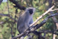 Safari im Hluhluwe-iMfolozi-Nationalpark - Südafrika &ndash; &copy; Sten Bernhardt (Eberhardt TRAVEL)