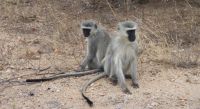 Safari im Kruger Nationalpark - Südafrika &ndash; &copy; Sten Bernhardt (Eberhardt TRAVEL)