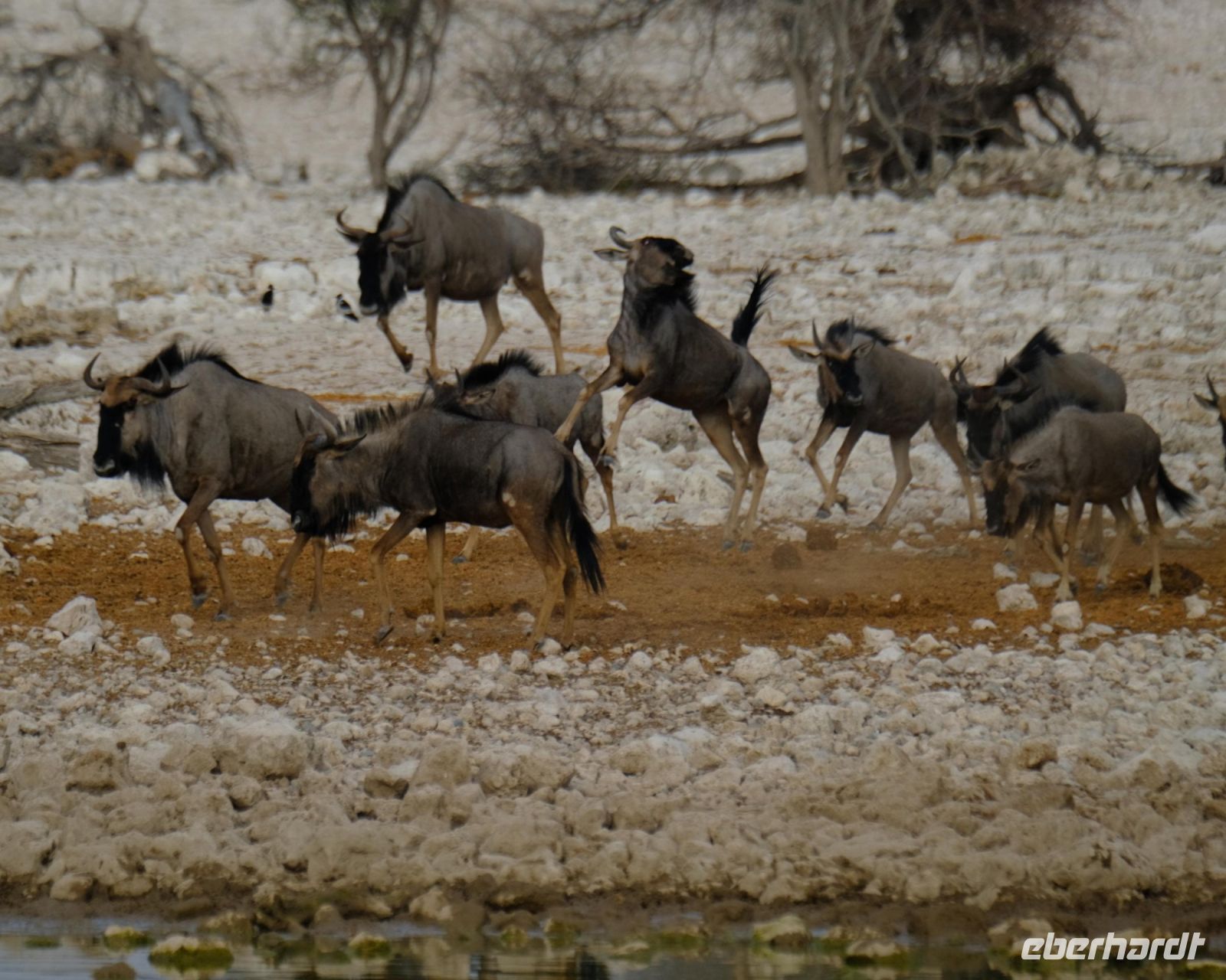 Namibia - Etosha - Pirschfahrt - Gnus - Foto von Guide Joe &ndash; &copy; Annett Müller (Eberhardt TRAVEL)