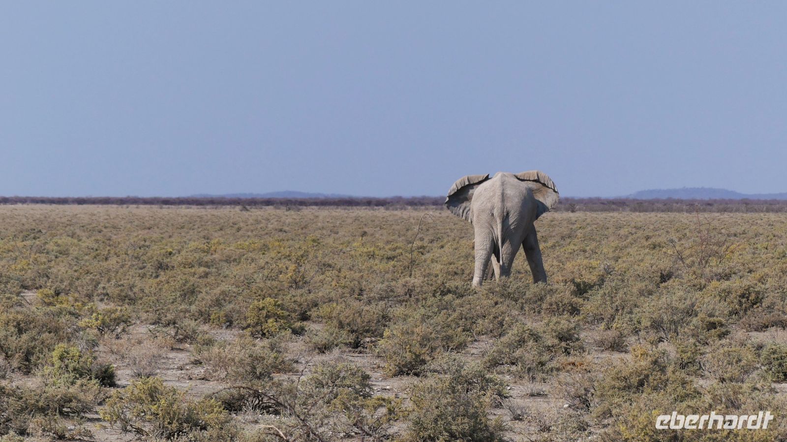 Namibia - Etosha - Pirschfahrt - last picture &ndash; &copy; Annett Müller (Eberhardt TRAVEL)