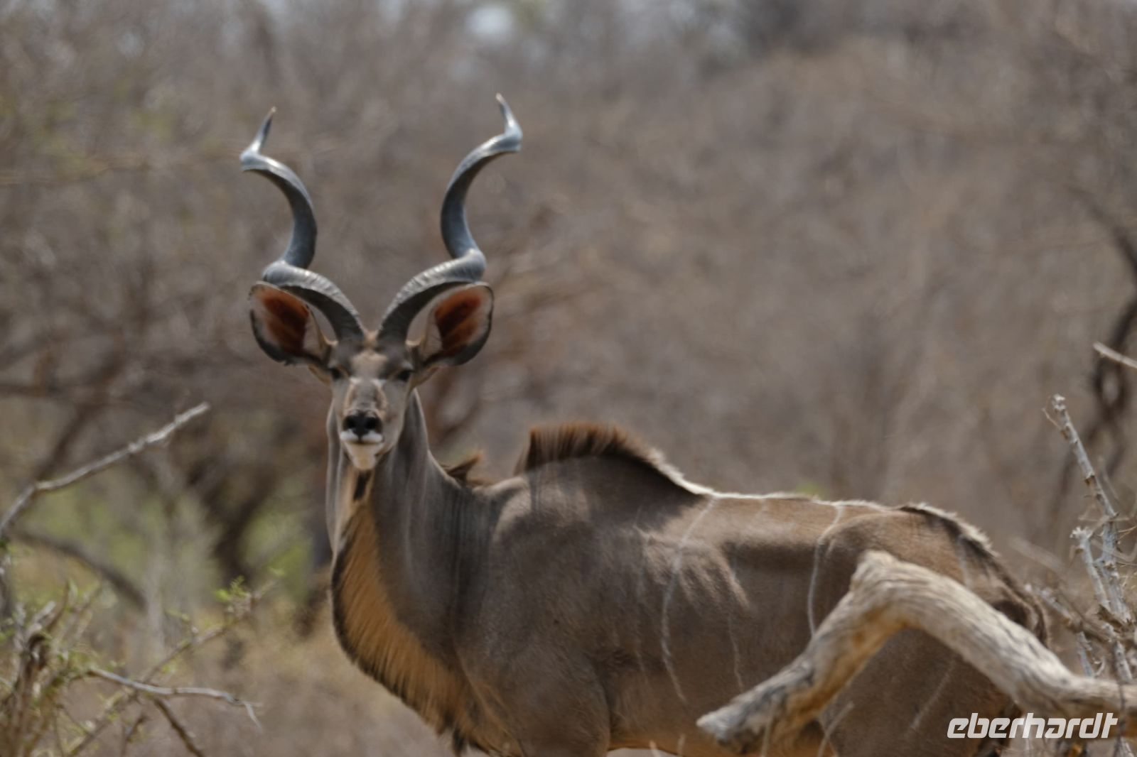 Namibia - Pirschfahrt im Buffalo Park - Kudu - Foto von Guide Joe &ndash; &copy; Annett Müller (Eberhardt TRAVEL)