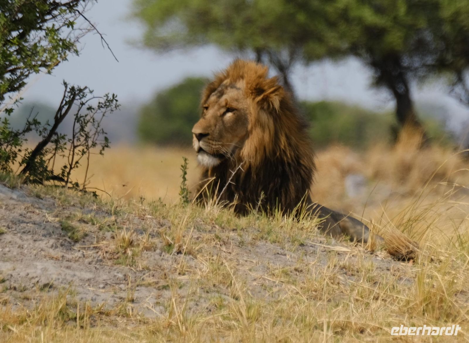 Namibia - Pirschfahrt im Buffalo Park - Foto von Guide Joe &ndash; &copy; Annett Müller (Eberhardt TRAVEL)