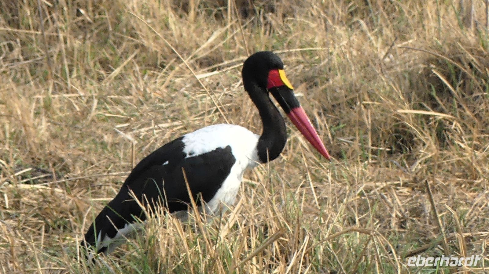 Namibia - Pirschfahrt im Bwabwata Nationalpark - Sattelstorch &ndash; &copy; Annett Müller (Eberhardt TRAVEL)