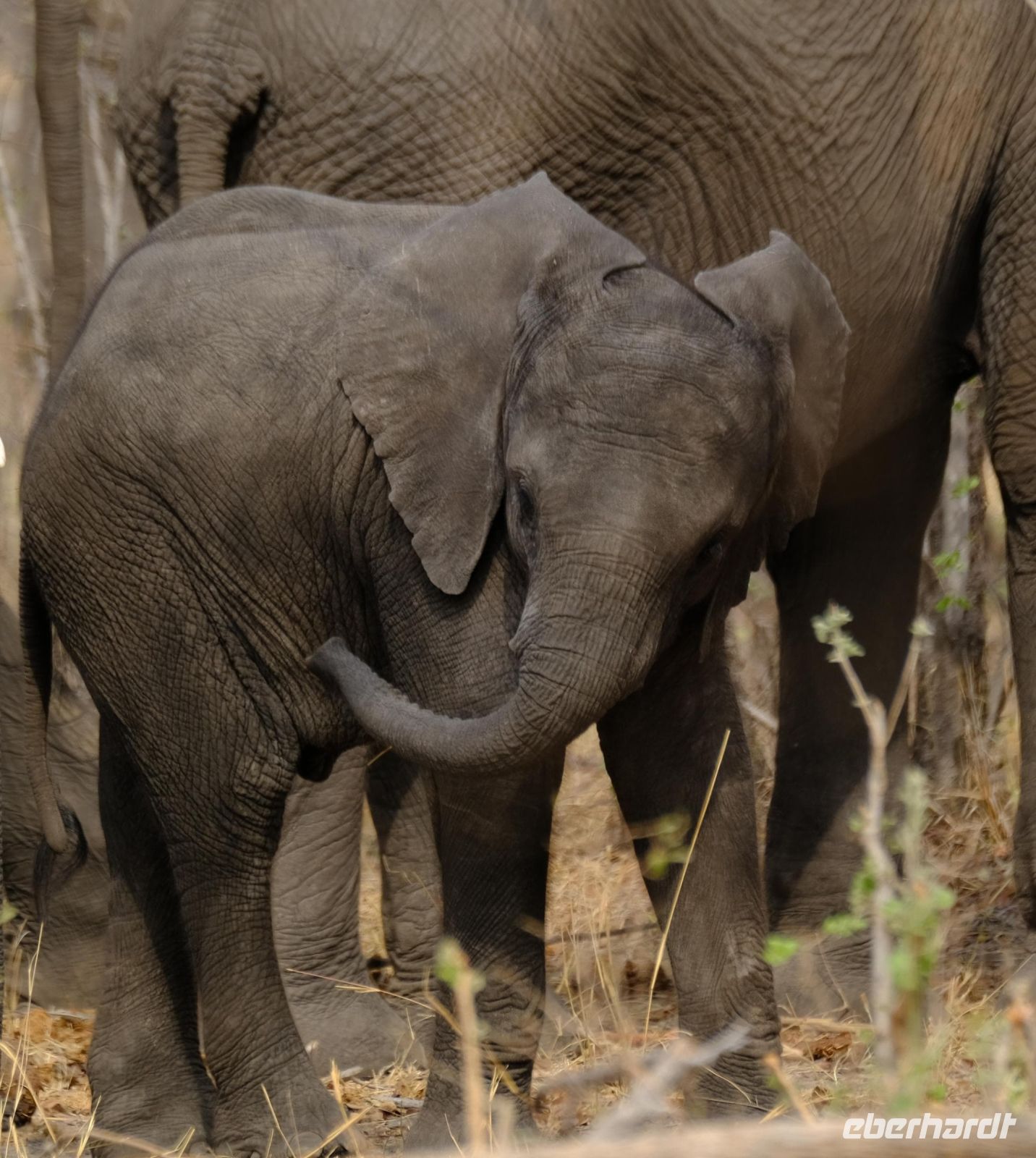Namibia - Pirschfahrt im Bwabwata Nationalpark - Foto von Guide Joe &ndash; &copy; Annett Müller (Eberhardt TRAVEL)