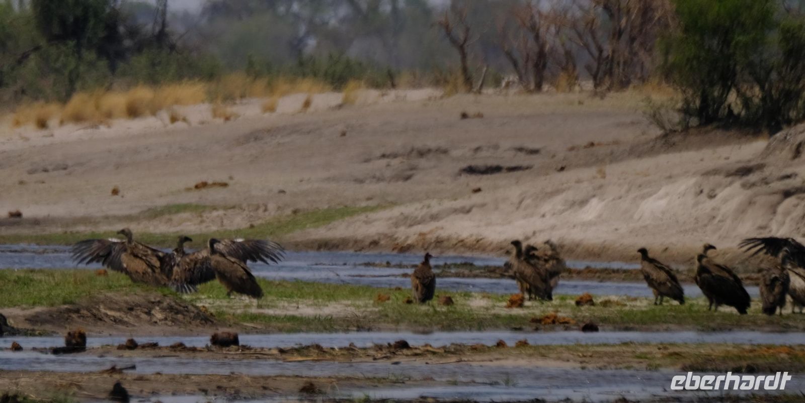 Namibia - Pirschfahrt im Bwabwata Nationalpark - Geier - Foto von Guide Joe &ndash; &copy; Annett Müller (Eberhardt TRAVEL)