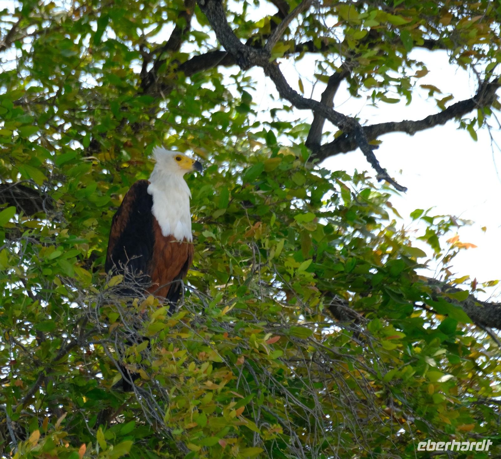 Botswana - Bootsfahrt auf dem Chobe - Schreiseeadler - Foto von Guide Joe &ndash; &copy; Annett Müller (Eberhardt TRAVEL)