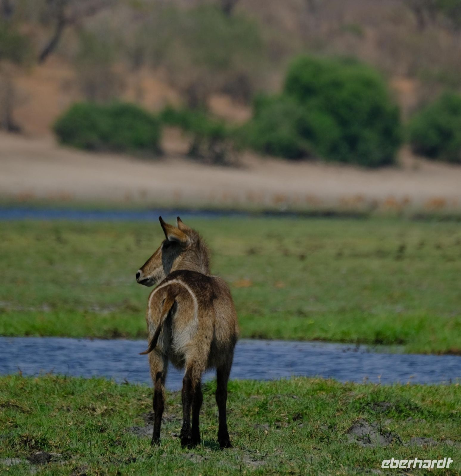 Botswana - Bootsfahrt auf dem Chobe - Wasserbock - Foto von Guide Joe &ndash; &copy; Annett Müller (Eberhardt TRAVEL)