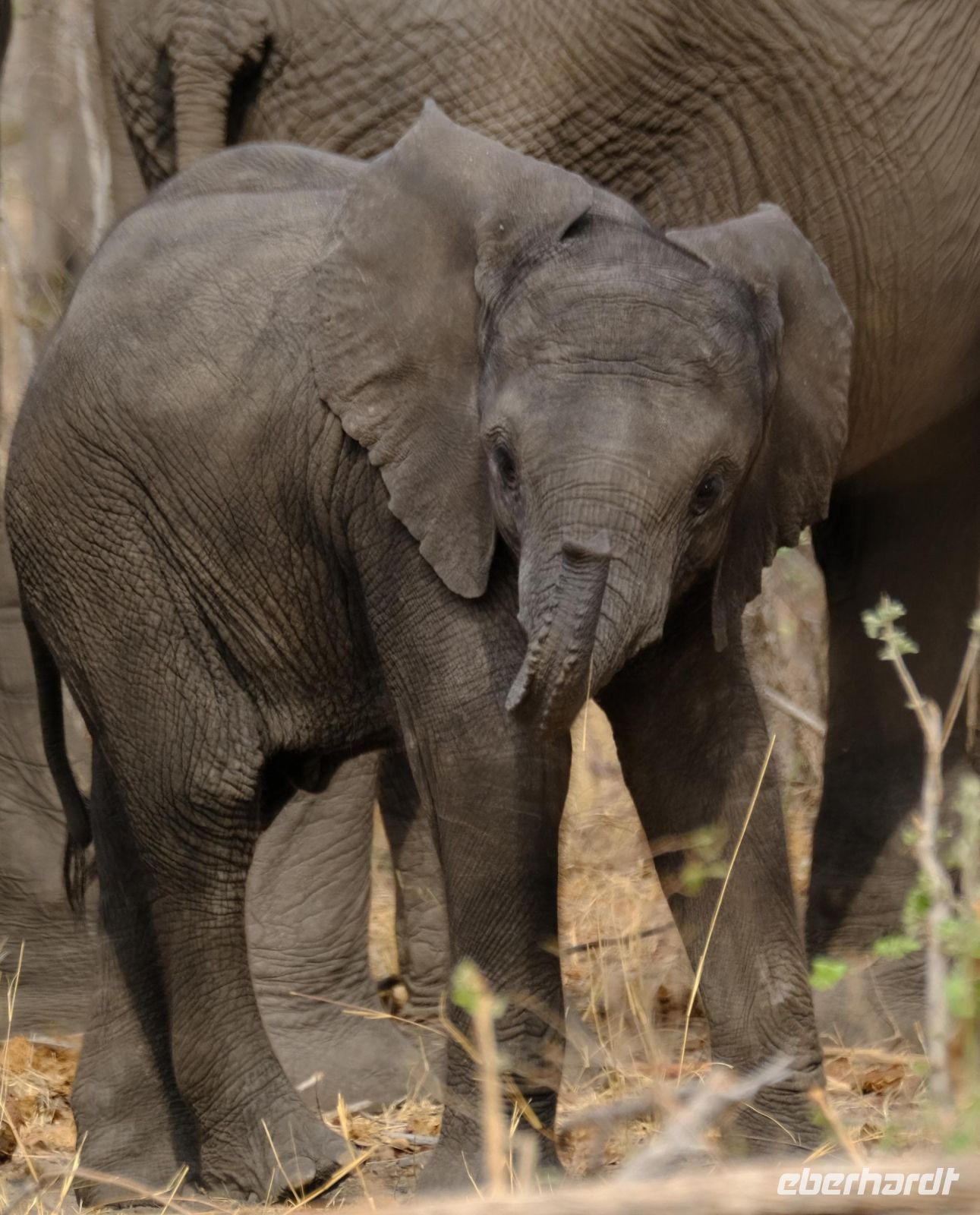 Botswana - Pirschfahrt im Chobe - Foto von Guide Joe &ndash; &copy; Annett Müller (Eberhardt TRAVEL)